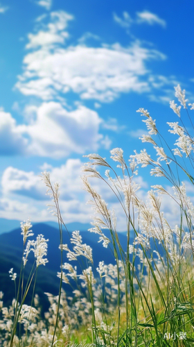 大山顶上异花鲜，奇草摇风舞碧天，高清摄影