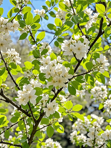 花开如海，绿意如波，春天的画卷绚丽多彩。绿意爬满枝，生机处处现，春之脚步近，万物共欢颜。