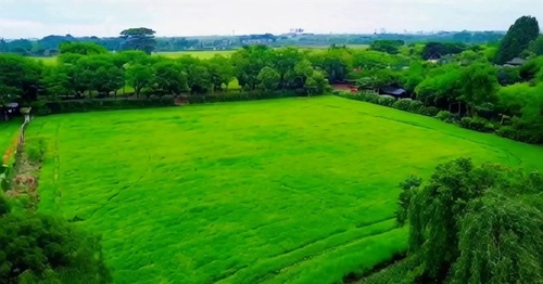 绿意盎然的夏天，中式美学，江南地区