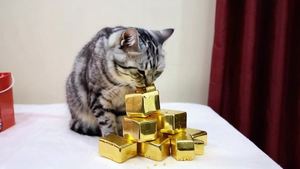 一只猫在桌子上吃金砖。