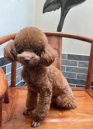 小泰迪狗乐乐弹吉他展现音乐才华