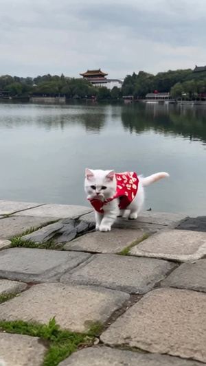 小猫穿着新白娘子的服装逛西湖