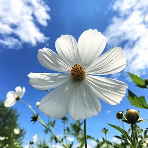 花朵，背景是绿绿的草地