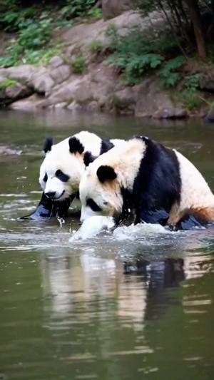 两只大熊猫在河里玩水