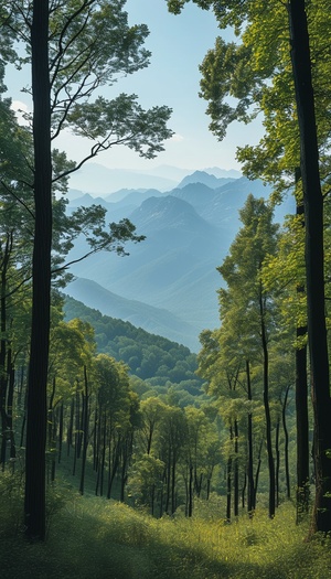 远景视图，树林，高低交错的树木，远处群山环绕，真实摄影风格