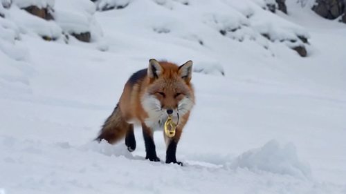 一只灵狐叼着金钥匙从雪山缓缓走来