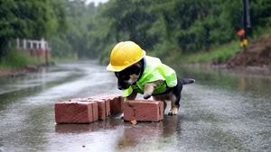 一只小狗在下雨天的路上穿着雨衣，戴着手套和安全帽，努力搬砖。雨很大。