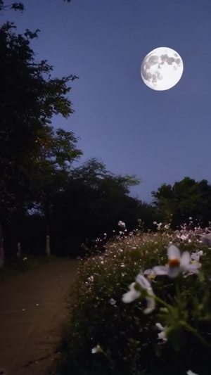 月亮慢慢移动   花瓣被风吹落   温馨有宁静的夜晚