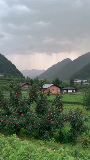 农村，有山，有水，有房子有革果树上有苹果，下着雨