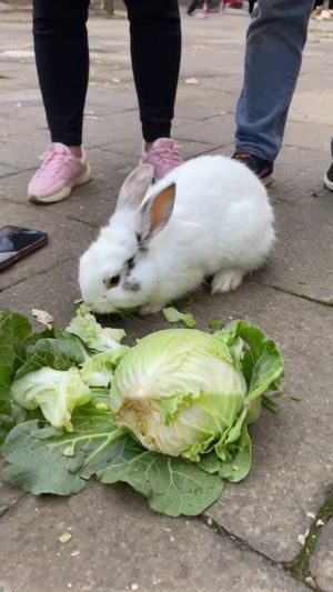 在大街上，一只小花兔躺在白菜堆里开心吃白菜，有三个人拿着手机给它拍照，它装着没看见的样子，真是胆大。