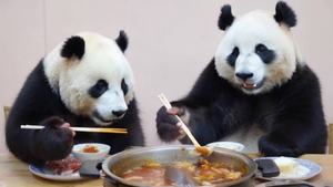 两只熊猫用筷子吃火锅的趣味场景