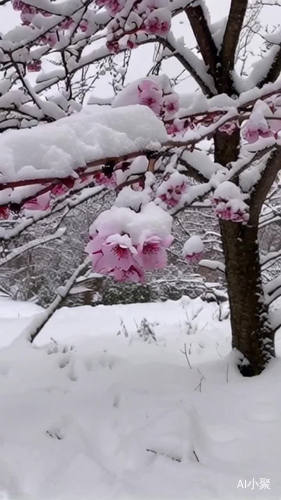 大雪纷飞下的梅花