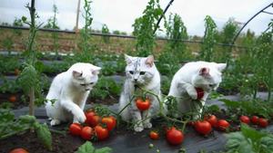 三只猫猫在菜地里摘西红柿