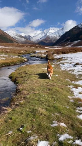 一只橘猫，走在雪山之下的草原上，向我走过来，雪山白雪皑皑，蓝天白云，旁边小溪流水潺潺，画面唯美自然，按照以上情景做个视频