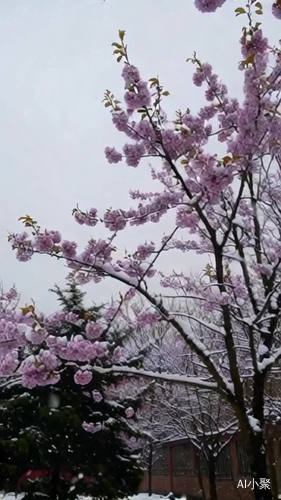 梅花树，梅花，花瓣儿飘飘。雪花飘飘，有风