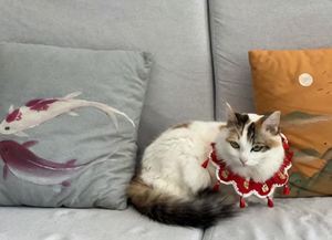 让猫咪说话动起来迎新年