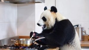熊猫在厨房做饭的视频