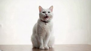白色猫咪的歌声