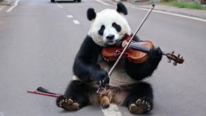 可爱大熊猫街头拉小提琴