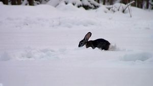 雪地里小兔子欢快奔跑