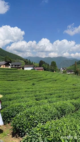 一大片绿茶，边上有房子，远处有山，兰兰的天空飘着白云，有位少女带着草帽，穿着白色裙子，从左边走了