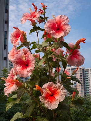 hibiscus flowers in a park by a tall building with high windows, in the style of native australian motifs, concrete brutalism, quito school, light red and silver, flowing brushwork, beijing east village, colorful gardens ar 3:4