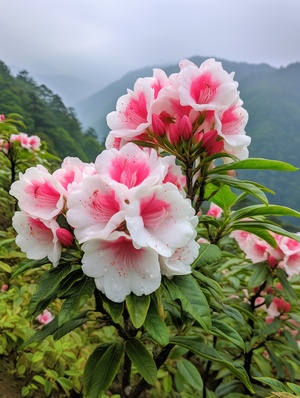 贵州百里杜鹃花，风姿卓越，有的郁郁葱葱，俊秀挺拔，有的曲若虬龙，苍劲古雅，白的如棉如雪，红的如火如荼。8K超广角，微距近景，饱满，实拍效果。