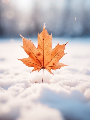 a maple leaf laying on top of snow, in the style of light red and light amber, melancholic symbolism, exacting precision, prairiecore, chad knight, ferrania p30, selective focus ar 1:2 stylize 250