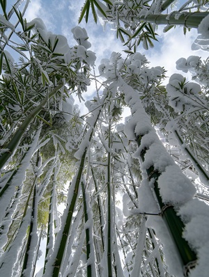 冰雪覆盖的竹林，竹叶上都有雪，远景，广角，高清逼真，摄影