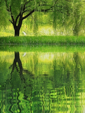 Real photos, close-up shots, grass background, willow trees, rice, It was raining, spring green, the background was bright, the sun was shining, the top was white, the bottom was reflected in the lake