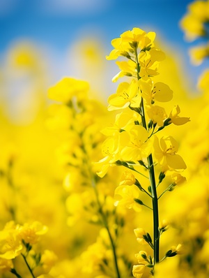 Yellow canola flowers are shot using various techniques. The scene captures the bright and sunny atmosphere, with a shallow depth of field and a focus on the flowers. The composition features a mix of close-ups and bird's-eye views, with dynamic angles and contrasting shadows. The lighting is crisp and clear, with golden hues highlighting the vibrant petals. The images are captured using high-quality DSLR cameras and professional lenses, resulting in rich colors and sharp details. The final product show