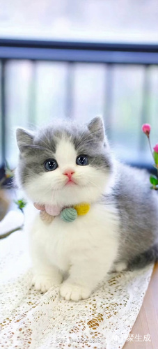 猫咪可爱的一天